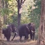 Tuskers fight: पलामू टाइगर रिजर्व में दो हाथियों की खतरनाक लड़ाई, एक की मौत