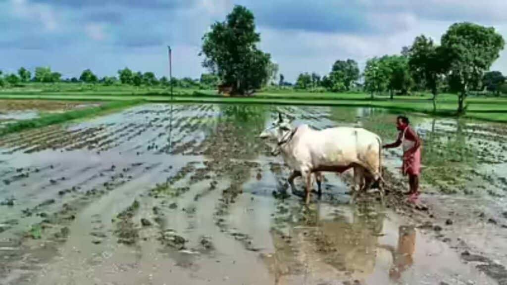 झारखंड मौसम अपडेट: कई जिलों में भारी बारिश, अब आगे क्या? 1 तापमान का गणित: बहरागोड़ा सबसे गर्म, लातेहार में ठंडक
