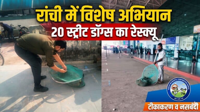 रांची: नगर निगम ने किया 20 स्ट्रीट डॉग्स रेस्क्यू; नसबंदी के लिए भेजा
