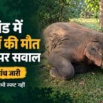 झारखंड में हाथियों की मौत: सुरक्षा पर उठते सवाल